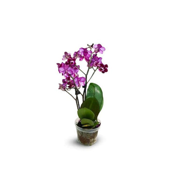 Orchid